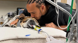 Roscoe fue el fiel compañero de Lewis Hamilton durante 12 años y un símbolo querido del paddock de la F1.