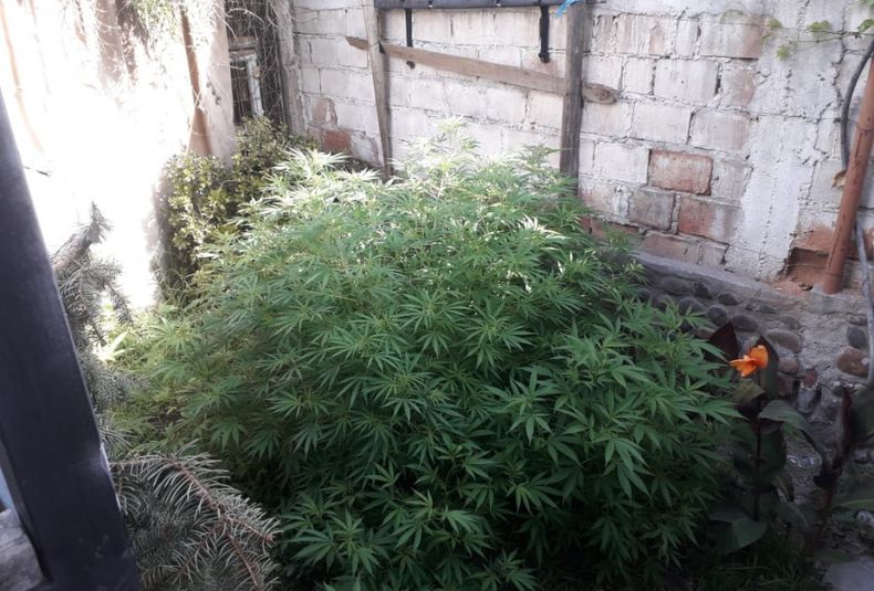 invernadero de marihuana en San Martín