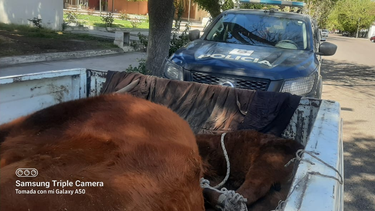 Detuvieron a mendocinos que transportaban maniatadas a una vaca y a su cría