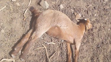 malargüe:¿que se sabe del caso de chivos muertos por intoxicacion?