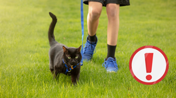 Expertos advierten sobre el impacto que podría tener sacar a pasear a tu gato con correa
