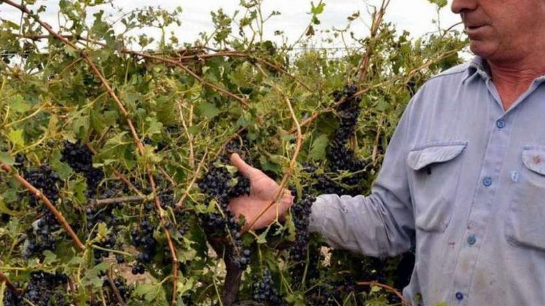 Al declarar fracasada la licitación, el Ministerio de Economía deberá definir el nuevo rumbo del seguro agrícola para los productores de Mendoza esta temporada