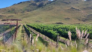 Crearon un viñedo con restos de la actividad minera y producen 12 mil botellas por año Crearon un viñedo con restos de la actividad minera y producen 12 mil botellas por año