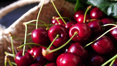 Mendoza fue sede del encuentro de cerezas tempranas y consolidó su proyección internacional Mendoza fue sede del encuentro de cerezas tempranas y consolidó su proyección internacional