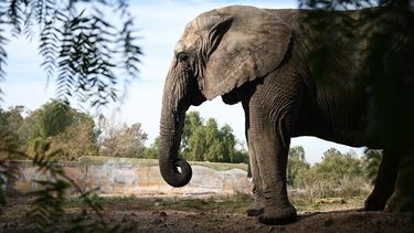 Tenía 44 años y había sido la última elefanta del zoológico provincial
