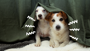 Sitio Andino | perro con miedo, mascota.png