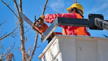 Poda de árboles en Mendoza: qué cambia con la nueva ley y qué no pueden hacer vecinos. Poda de árboles en Mendoza: qué cambia con la nueva ley y qué no pueden hacer vecinos.