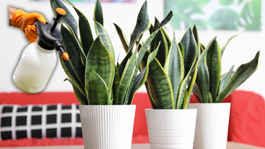 Sitio Andino | SANSEVIERIA, jardinería.png