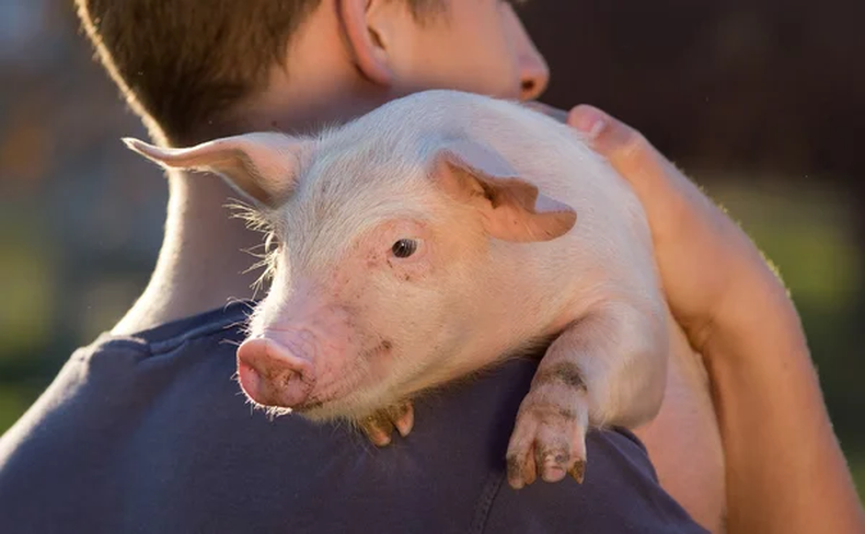 Mascota: todo lo que debés saber antes de adoptar un cerdo&nbsp;