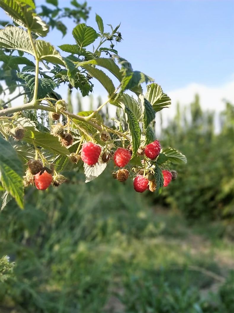 La Patagonia de Malargüe permite la cosecha de frambuesas.