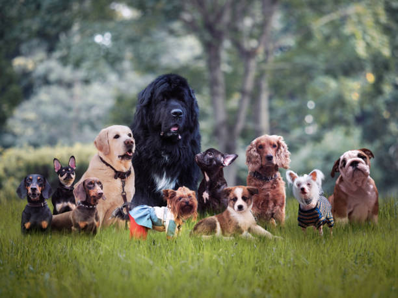 cual es la raza de perro mas hermosa