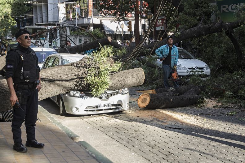 Accidentes de tránsito por arbolado público en Mendoza: la guía legal para realizar reclamos