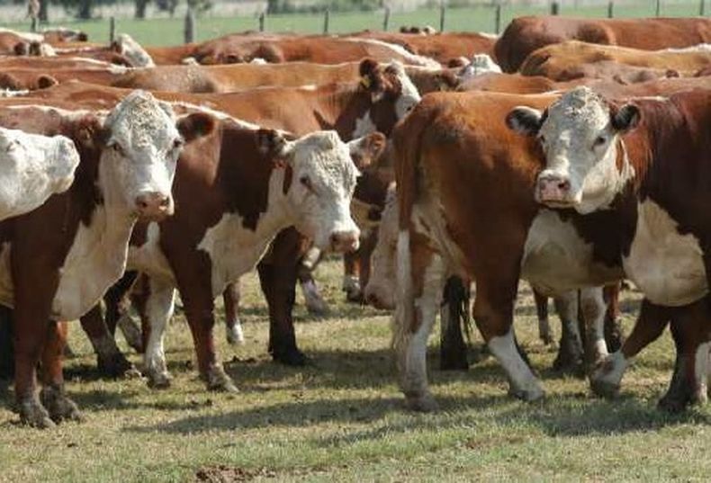 Buscan mejorar la situación de productores ganaderos